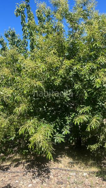 Foto 227f8413-6a8a-4edc-abf1-377c599a4df3. Finca rústica magnífica finca frutal ubicada en valle de lecrín (granada) en Nigüelas
