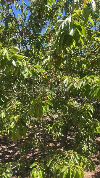 Foto 263c7c54-1fff-48ec-b6f4-0c037240b908. Finca rústica magnífica finca frutal ubicada en valle de lecrín (granada) en Nigüelas