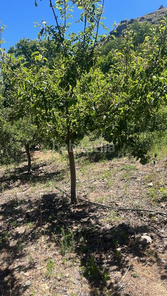Foto 3bbd7006-9548-449b-9885-2cc80a39ffde. Finca rústica magnífica finca frutal ubicada en valle de lecrín (granada) en Nigüelas