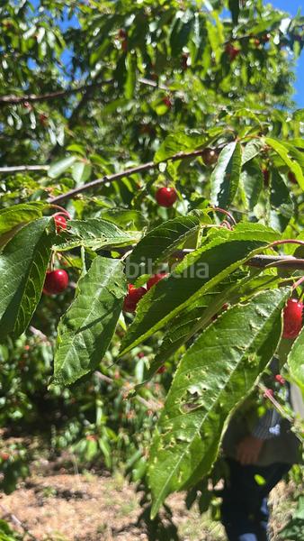 Foto 5095d020-f822-439c-a15b-6e6df4ae4730. Finca rústica magnífica finca frutal ubicada en valle de lecrín (granada) en Nigüelas