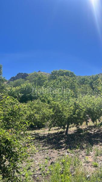 Foto 6cb68e5f-5534-4d7f-ba24-e27d56bb6e1c. Finca rústica magnífica finca frutal ubicada en valle de lecrín (granada) en Nigüelas