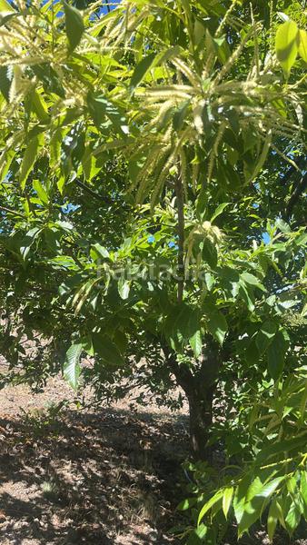 Foto 715789b5-5d1a-4177-9a16-55f5e0c827eb. Finca rústica magnífica finca frutal ubicada en valle de lecrín (granada) en Nigüelas