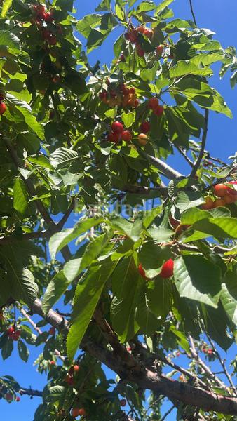 Foto a1c4d62a-77fc-4b11-a35f-31c2ebad787a. Finca rústica magnífica finca frutal ubicada en valle de lecrín (granada) en Nigüelas