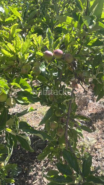 Foto cc7c43dd-f250-42a9-8895-7d5910640347. Finca rústica magnífica finca frutal ubicada en valle de lecrín (granada) en Nigüelas