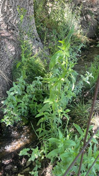 Foto d87ae2f5-e045-470c-a1a0-2ca68de1f3e1. Finca rústica magnífica finca frutal ubicada en valle de lecrín (granada) en Nigüelas