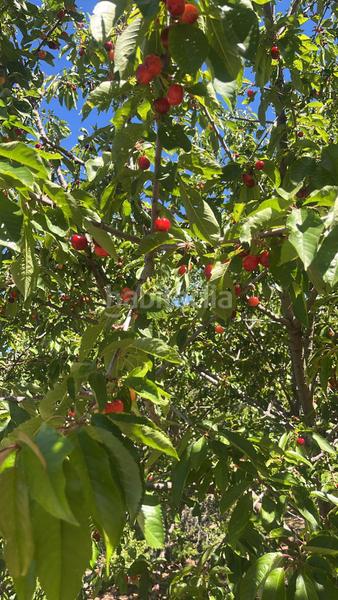 Foto e1606576-3793-4308-a28c-81f8eba8a3b6. Finca rústica magnífica finca frutal ubicada en valle de lecrín (granada) en Nigüelas