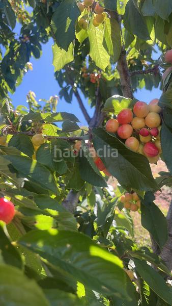 Foto ef9ce4f9-7c62-46d3-85df-98acf1e07014. Finca rústica magnífica finca frutal ubicada en valle de lecrín (granada) en Nigüelas
