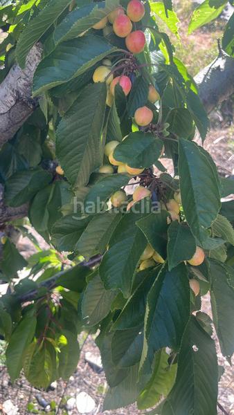 Foto fb823f1b-2f4c-4d23-9aa4-f85df23cdf58. Finca rústica magnífica finca frutal ubicada en valle de lecrín (granada) en Nigüelas
