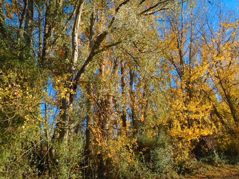 Foto cd15d645-be22-4989-8ffa-63706e52270a. Finca rústica en Albelda de Iregua