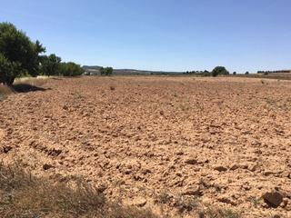 Finca rústica a Almansa. Terreno en san anton