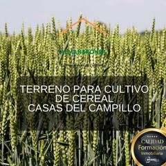 Finca rústica a Almansa