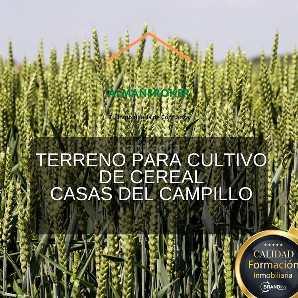 Foto a478405b-ac82-4cc8-9b6c-96371511b9cf. Finca rústica en Almansa