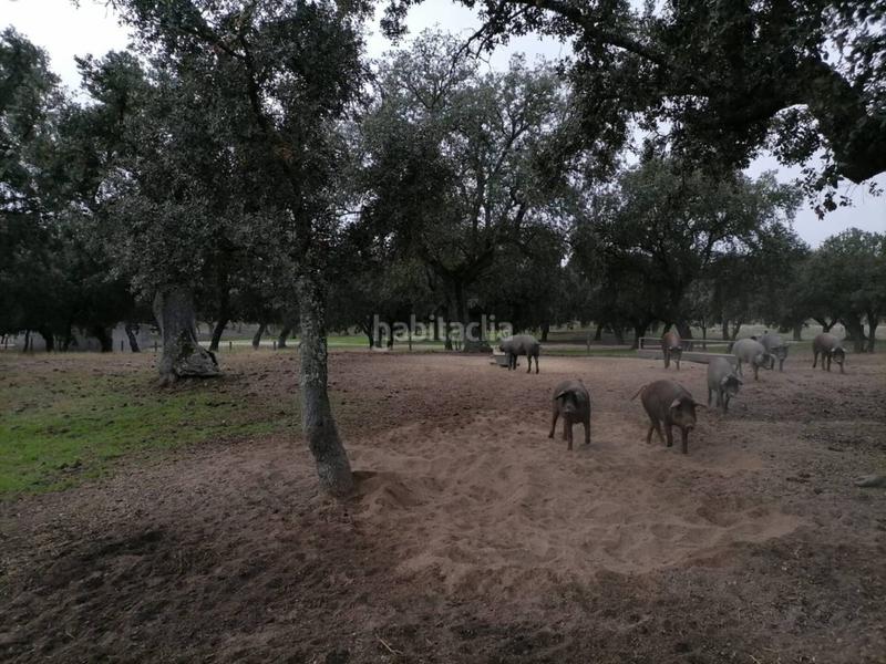 Foto 128df682-4cb5-47f6-a391-cb274c8a160d. Rural plot in Alameda de Gardón (La)