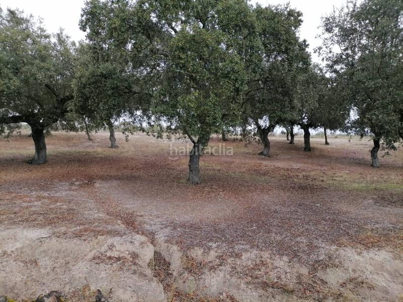 Foto 22d2d90a-f914-47bc-b5d8-919bf05495af. Rural plot in Alameda de Gardón (La)