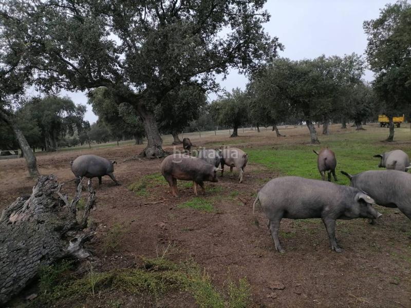 Foto d05b5682-3bca-4d74-83f1-e43b98c37e1d. Rural plot in Alameda de Gardón (La)