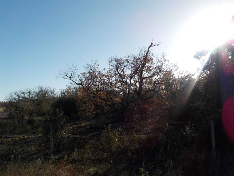 Foto 5b659467-ba0c-4891-9da0-1639272ca842. Finca rústica a Serradilla del Arroyo