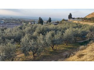 Fondo rustico  Calle carrer sucs. Finca rústica con olivar en almacelles.
