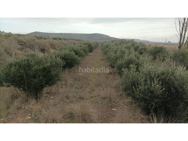 Foto 733de2cb-b6fd-4e6d-a0e3-2984b76f1737. Finca rústica a Albalate de Cinca