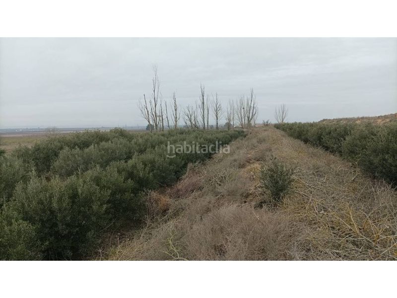 Foto fd7e1123-61fd-41f0-be3a-4e2471429bd8. Finca rústica a Albalate de Cinca