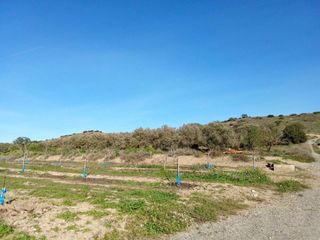 Fondo rustico in Carretera albalate 1. Espectacular finca de olivos en alfantega