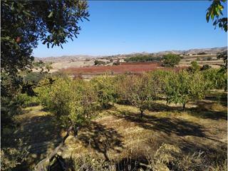 Terreny residencial  Plaza tossalet. Finca rustica en venta en albelda