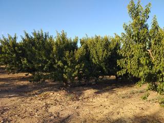Finca rústica  Diseminados. Finca rustica en venta