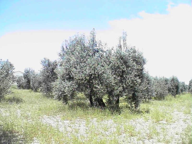 Foto 7d6738cf-0470-4acf-b3da-077a98c8289c. Masia amb aparcament a Barillas