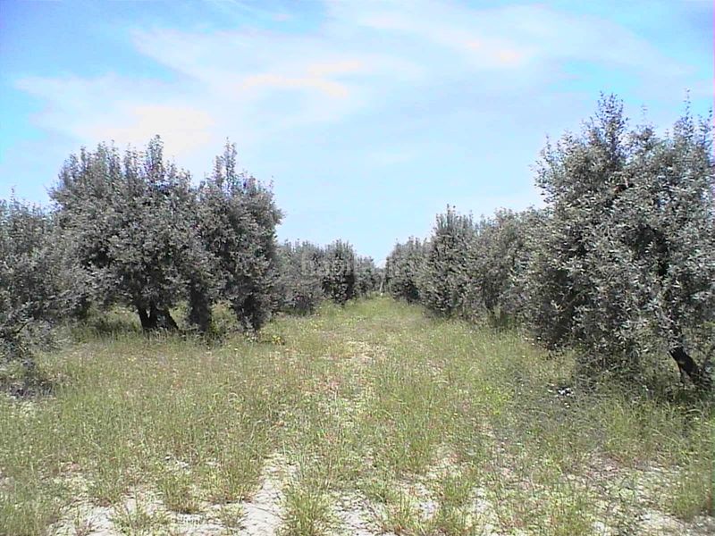 Foto c117d095-c49b-4fee-8d63-ac4590502b50. Masia amb aparcament a Barillas