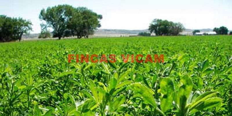Foto d505bb30-3c11-4d99-8881-5e08df16c0d2. Finca rústica a Lascellas - Ponzano