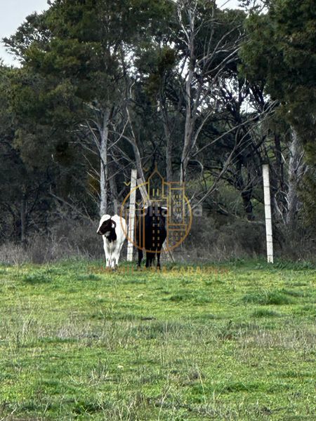 Foto 5bfa208a-32a7-46d2-be26-b3a98b0c865e. Finca rústica a Murillo el Cuende