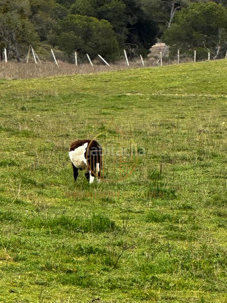 Foto a5db46db-a927-48f9-9170-d7847c2c898f. Finca rústica a Murillo el Cuende
