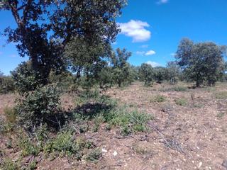 Fondo rustico in Ledesma