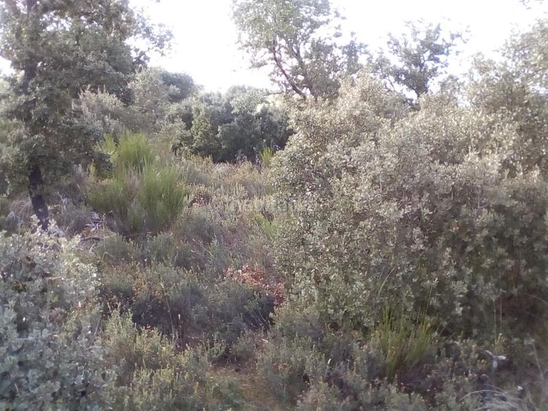 Foto a57736ed-f321-43a2-8478-3441247dfb3d. Fondo rustico in Ledesma