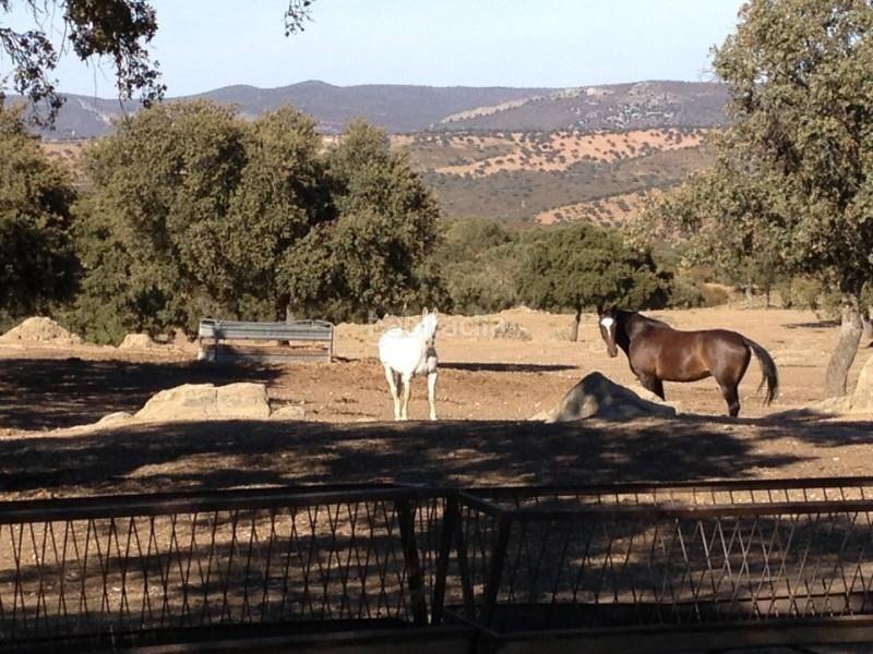 Foto c7a2c4b1-1520-4cae-af50-6c68e7eea4d2. Finca rústica a Alcántara
