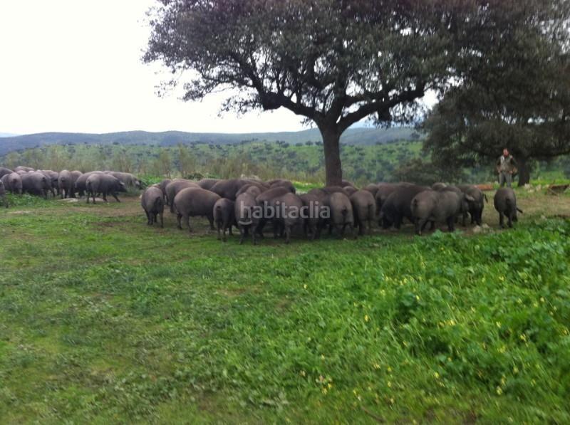 Foto eb84ad59-70c6-4827-9d83-916ea9300722. Finca rústica a Alcántara
