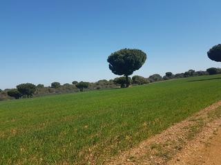 Fondo rustico in Añover de Tormes