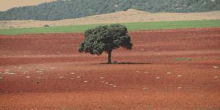 Finca rústica a Moriscos