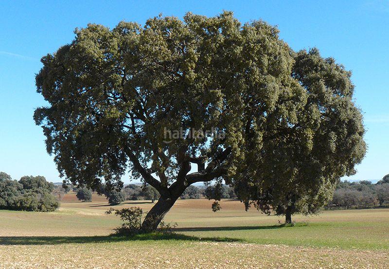 Foto 309d7180-5f11-470a-a300-124b581156eb. Finca rústica en Peralejos de Abajo