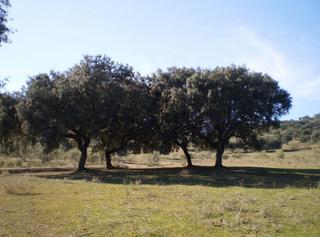 Residential Plot in Carretera de Sevilla - Los Montitos. Badajozterreno