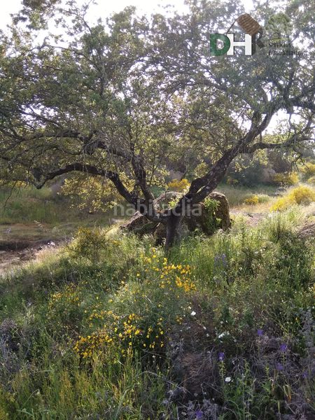 Foto 08858809-68d6-4cd5-a1d5-c2a968206de4. Piso cácerespiso en Brozas