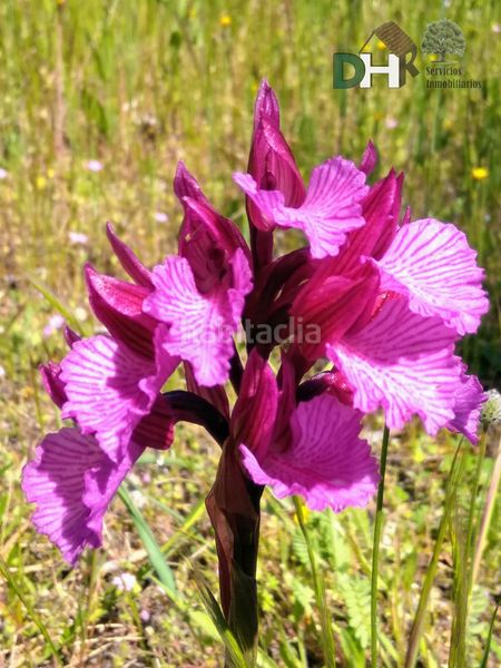 Foto 71e31f0c-d672-469b-b6bd-18a11375f685. Piso cácerespiso en Brozas