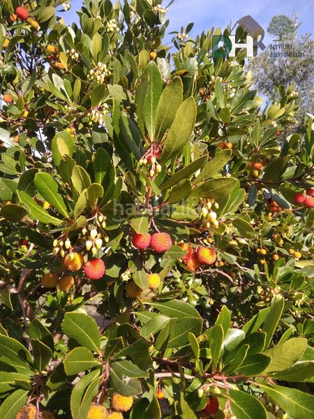 Foto e750e465-b2bc-4590-8bf7-4f81fa995044. Piso cácerespiso en Brozas