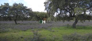 Terreny residencial a Ruta de la Plata. Cáceresterreno