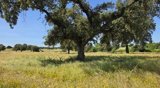 Residential Plot in Carretera de Sevilla - Los Montitos. Badajozterreno
