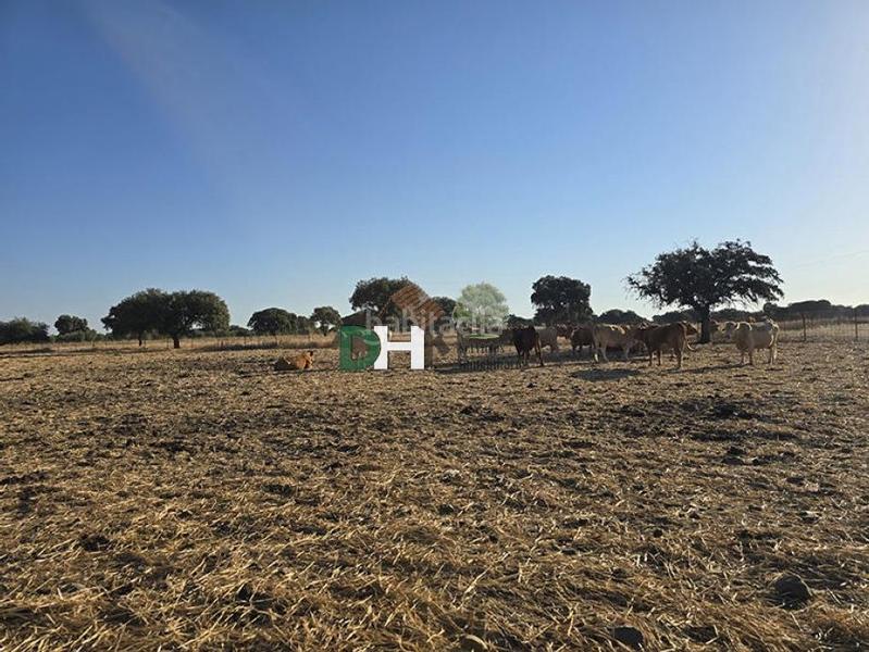 Foto 3bfe7aeb-e47a-4465-8cd2-d34f723b0b7f. Terreny residencial a Dehesilla de Calamón - Campomanes Badajoz