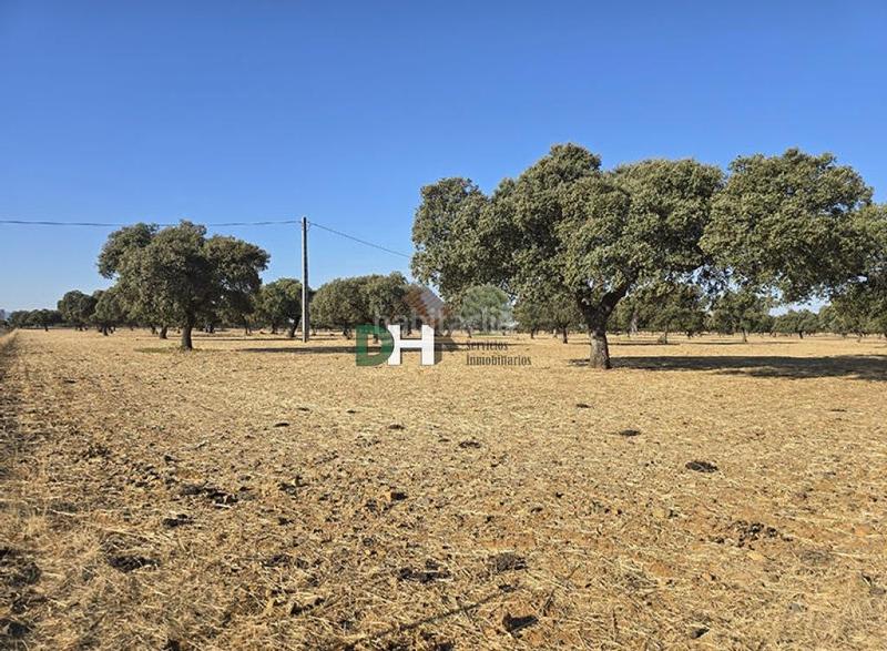 Foto 43b04a7f-f2b8-4e1c-9926-dca1a047cefa. Terreny residencial a Dehesilla de Calamón - Campomanes Badajoz