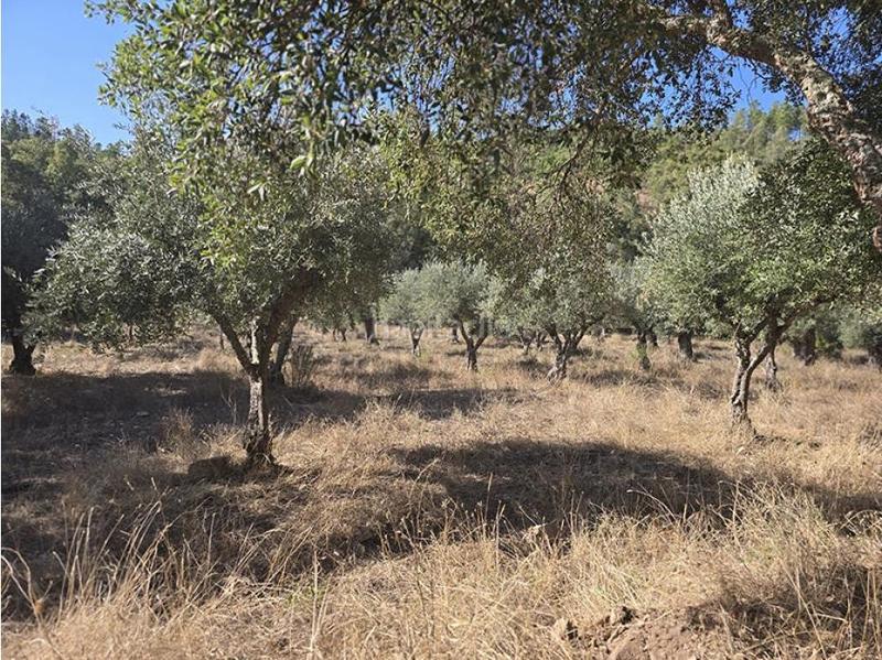 Foto 344c2f9a-747b-4d71-8523-34c50aac63c5. Wohngrundstück in pedanías de Badajoz Badajoz