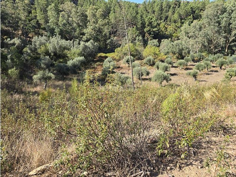 Foto 656ac401-53da-47cb-ac89-4dd12eeecf42. Wohngrundstück in pedanías de Badajoz Badajoz