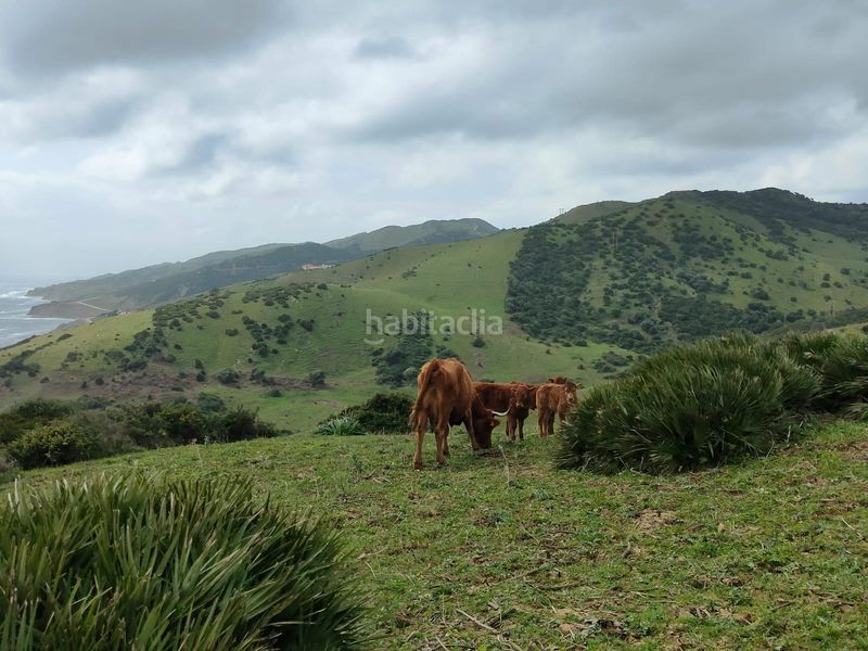 Foto 6c2ae424-4195-4c6e-80e7-8327dcfe49db. Terreny residencial a Tarifa ciudad Tarifa