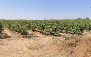 Wohngrundstück in Carretera de Sevilla - Los Montitos. Badajozterreno
